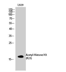  Western Blot analysis of L929 cells using Acetyl-Histone H3 (K23) Polyclonal Antibody diluted at 1：1000. Secondary antibody(catalog#：RS0002) was diluted at 1:20000