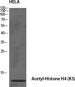 Histone H4 (Acetyl Lys5) Polyclonal Antibody