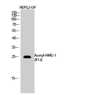 HMG-1 (Acetyl Lys12) Polyclonal Antibody