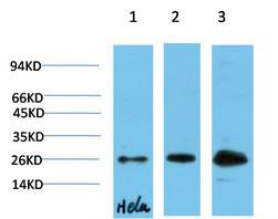  Western blot analysis of 1) Hela Cell Lysate, 2)3T3 Cell Lysate, 3) PC12 Cell Lysate using HP-1γ Mouse mAb diluted at 1:1000.