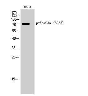  Western Blot analysis of HELA cells using Phospho-FoxO3A (S253) Polyclonal Antibody diluted at 1：2000