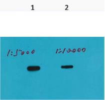 HSV-Tag Monoclonal Antibody(Q72)