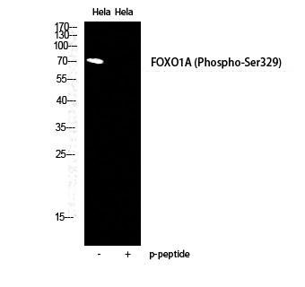  Western Blot analysis of HELA cells using Phospho-FoxO1A (S329) Polyclonal Antibody diluted at 1：2000