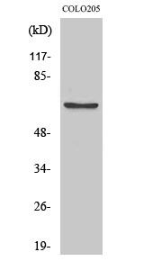 Western Blot analysis of various cells using Phospho-FoxO4 (S197) Polyclonal Antibody
