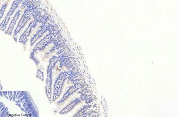  Immunohistochemical analysis of paraffin-embedded Mouse-colon tissue. 1,FoxO3A (phospho Ser253) Polyclonal Antibody was diluted at 1:200(4°C,overnight). 2, Sodium citrate pH 6.0 was used for antibody retrieval(>98°C,20min). 3,Secondary antibody was diluted at 1:200(room tempeRature, 30min). Negative control was used by secondary antibody only.
