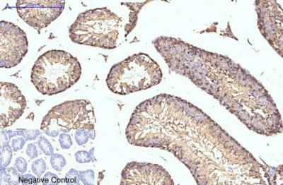  Immunohistochemical analysis of paraffin-embedded Mouse-testis tissue. 1,HSP90β Monoclonal Antibody(M2) was diluted at 1:200(4°C,overnight). 2, Sodium citrate pH 6.0 was used for antibody retrieval(>98°C,20min). 3,Secondary antibody was diluted at 1:200(room tempeRature, 30min). Negative control was used by secondary antibody only.