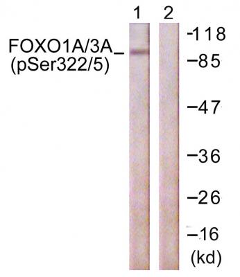 FoxO1/3 (phospho Ser322/S325) Polyclonal Antibody