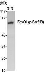  Western Blot analysis of various cells using Phospho-FoxO1 (S319) Polyclonal Antibody