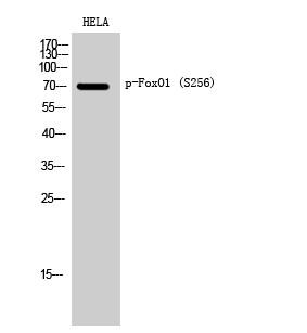  Western Blot analysis of HELA cells using Phospho-FoxO1 (S256) Polyclonal Antibody diluted at 1：1000