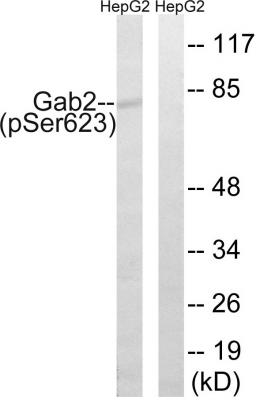  Western blot analysis of lysates from HepG2 cells treated with PMA 125ng/ml 30', using Gab2 (Phospho-Ser623) Antibody. The lane on the right is blocked with the phospho peptide.