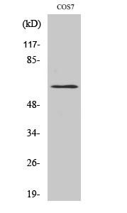  Western Blot analysis of various cells using Phospho-GABAA Rβ1 (S434) Polyclonal Antibody