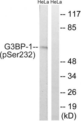  Western blot analysis of extracts from HeLa cells, using G3BP-1 (Phospho-Ser232) Antibody. The lane on the right is treated with the synthesized peptide.