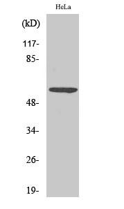  Western Blot analysis of various cells using Phospho-G3BP1 (S232) Polyclonal Antibody