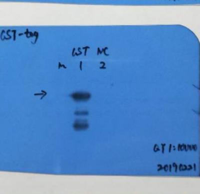 GST-Tag Mouse mAb