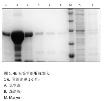 His-标签蛋白纯化（Ni-NTA柱法）试剂盒（非变性）