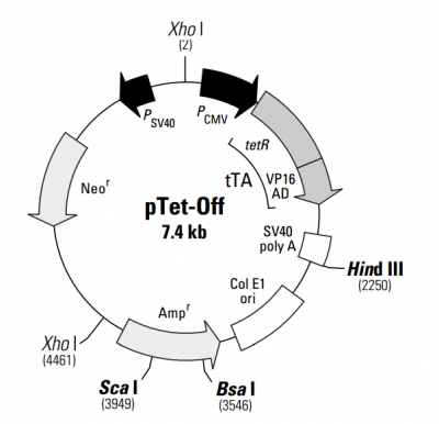 pTet-Off