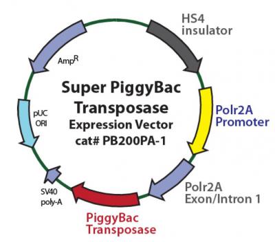 Super PiggyBac Transposase (PB200PA-1)
