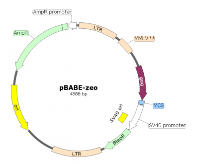 pBABE-zeo逆病毒载体