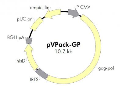 pVPack-GP逆病毒载体
