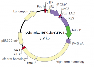 pShuttle-IRES-hrGFP-1