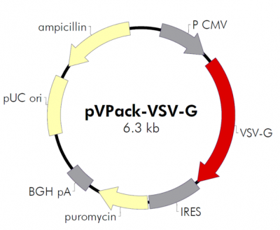 pVpack-VSV-G