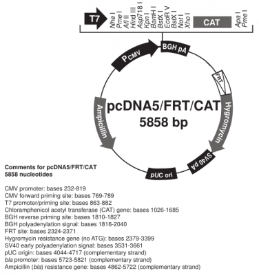 pcDNA5/FRT/CAT