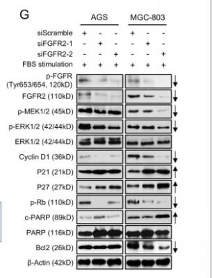 Zhang, J., Wong, C.C., Leung, K.T. et al. FGF18–FGFR2 signaling triggers the activation of c-Jun–YAP1 axis to promote carcinogenesis in a subgroup of gastric cancer patients and indicates translational potential. Oncogene 39, 6647–6663 (2020). 