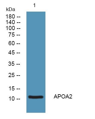 APOA2 Polyclonal Antibody