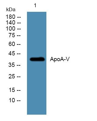 ApoA-V Polyclonal Antibody